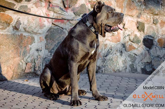 Designer War Dog Cane Corso Collar 