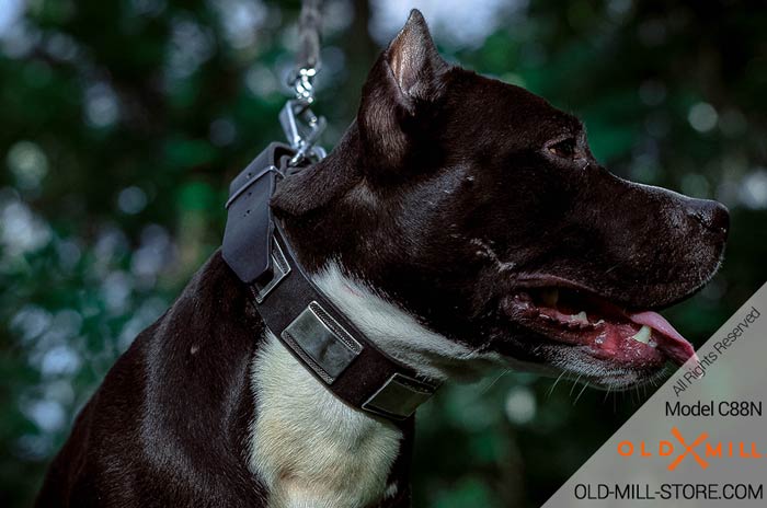 Designer Leather Dog Collar for Amstaff