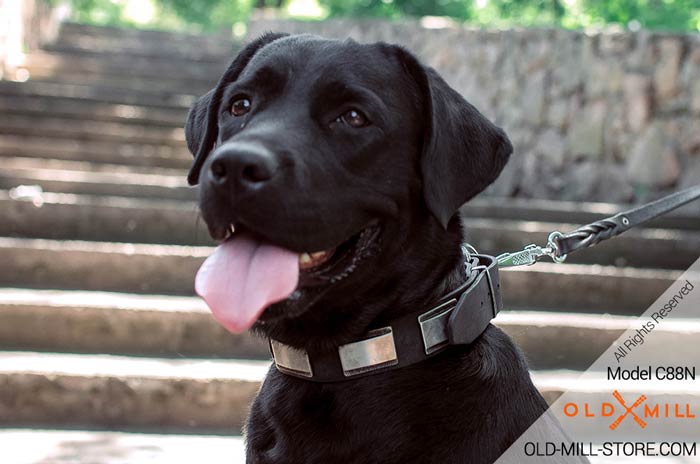 Labrador Collar Design Natural Leather Nickel Chrome Plates