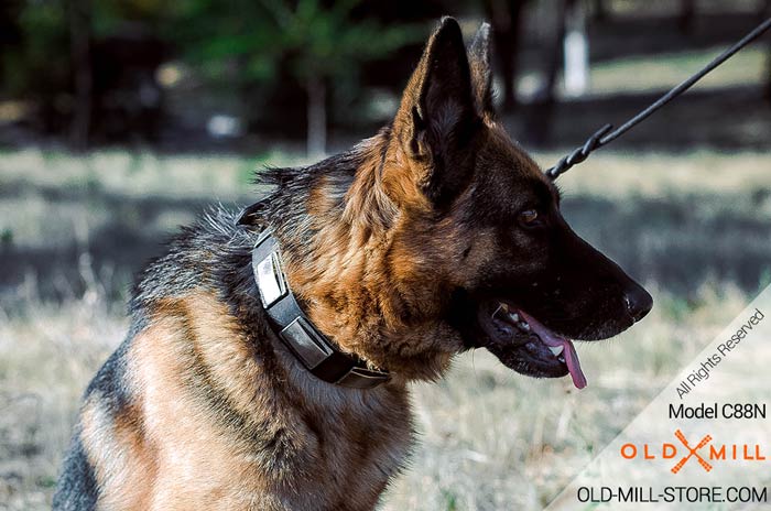 Leather Dog Collar Nickel Plated Design for German Shepherd
