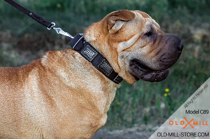 Designer Leather Collar with Old Brass Vintage Plates for Shar Pei