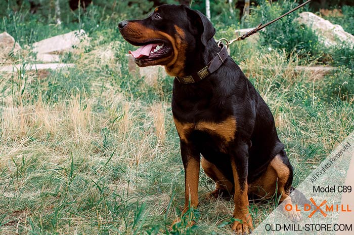 War Dog Collar with Old Brass Plates for Rottweiler