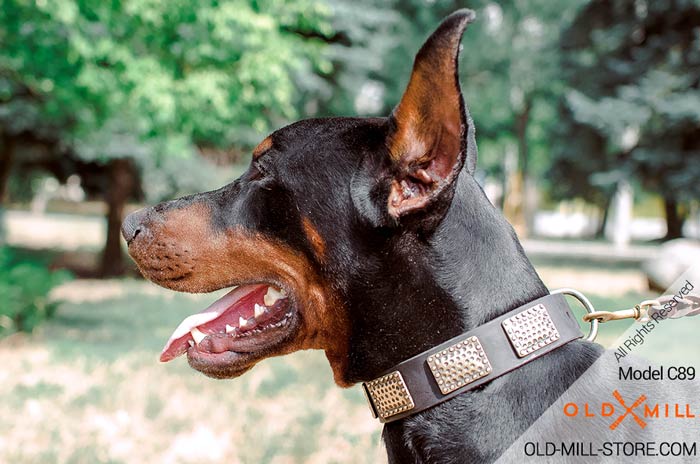 Vintage Collar for Doberman