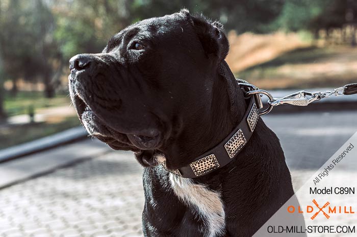 Leather Cane Corso Collar with Massive Plates