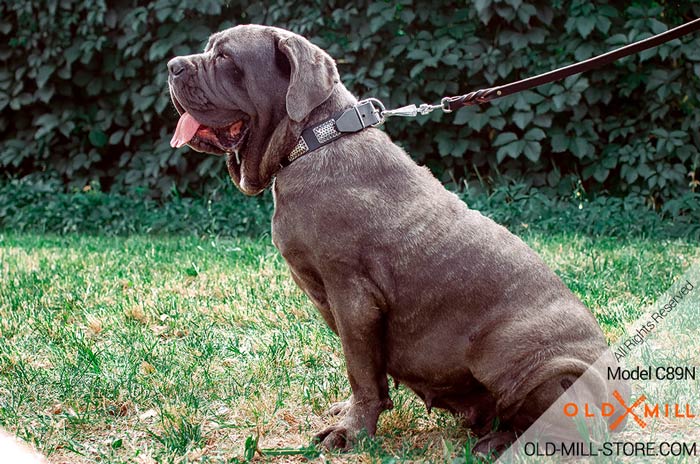 Vintage Leather Dog Collar Mastino Napoletano