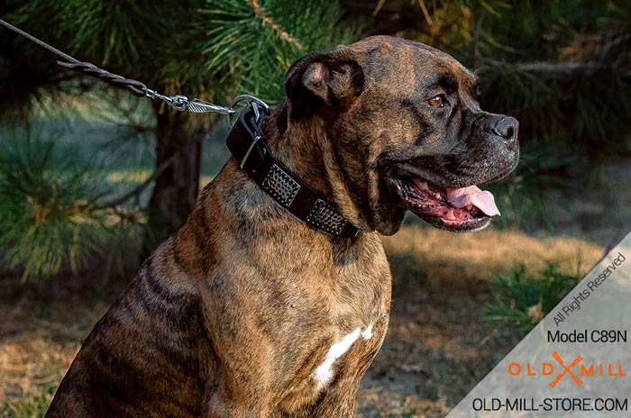 War Dog Leather Collar for Boxer