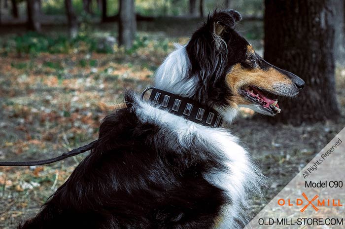 Amazing Leather Collar with Plates for Collie