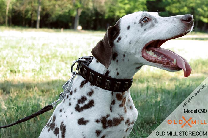 Dalmatian Collar with Shiny Plates