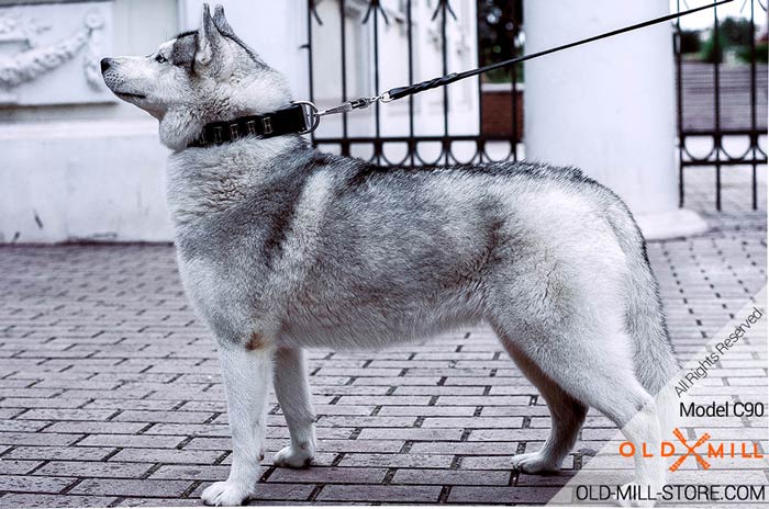 Siberian Husky Collar with Smooth Plates