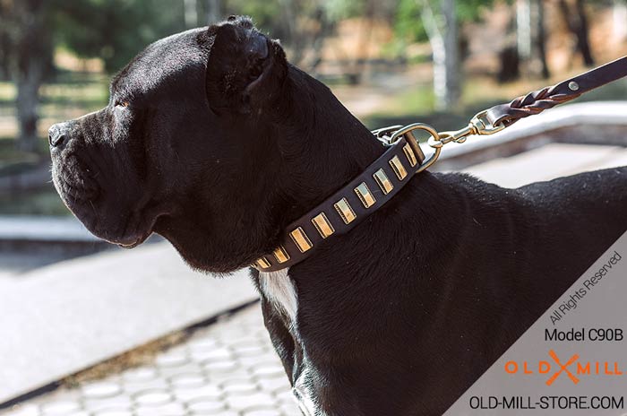 Decorated Leather Dog Collar for Cane Corso