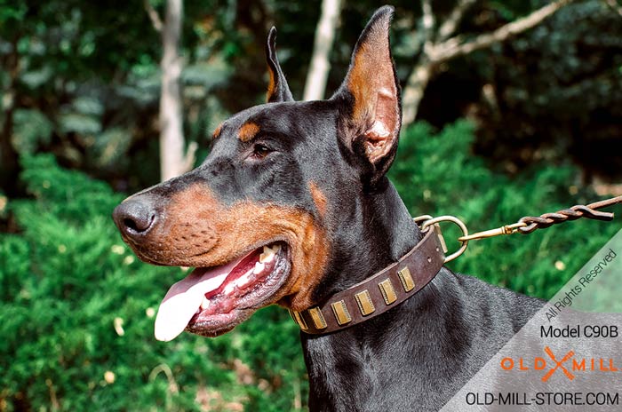 Doberman Collar with Old Brass Hardware