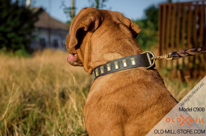 Dogue de Bordeaux Collar with Small Brass Plates