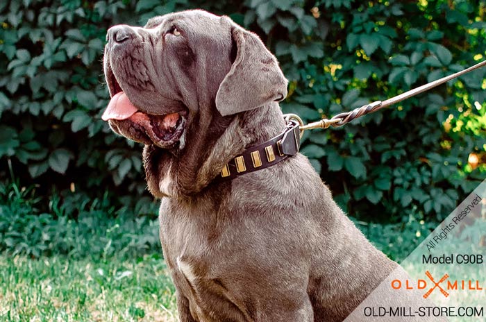 Plated Leather Dog Collar for Mastino Napoletano
