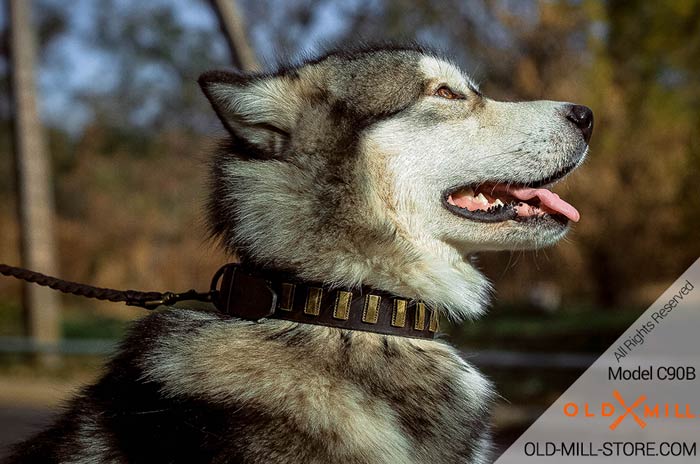 Vintage Dog Collar for Malamute