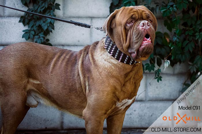 Dogue de Bordeaux 3 inch Spiked and Studded Dog Collar
