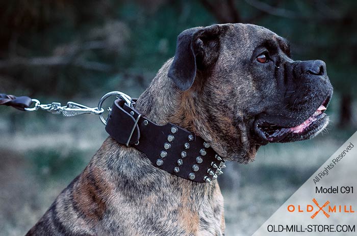 Designer Spiked Studded Dog Collar for Boxer