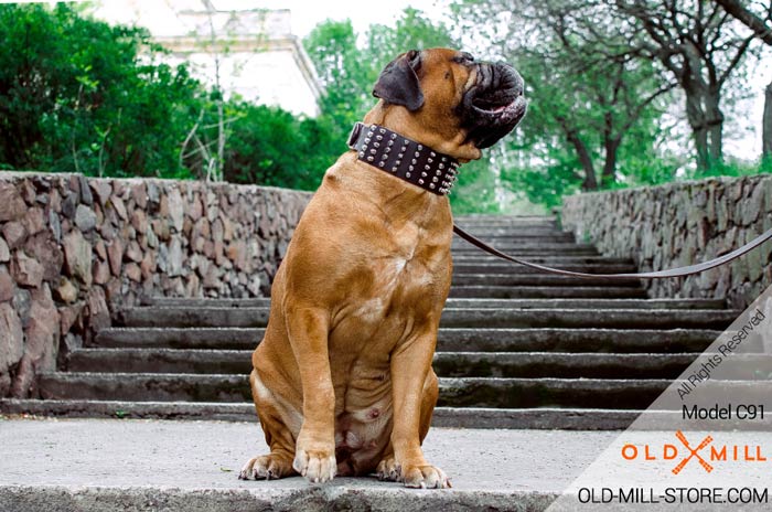 Leather Collar with Pyramids and Spikes for Bullmastiff