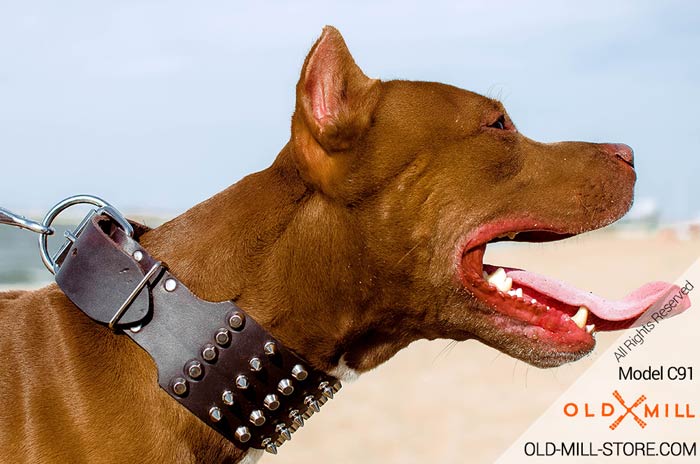 Pitbull Leather Collar with Silve-like Spikes
