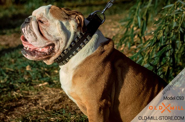 English Bullodog Collar Handcrafted with 2 Rows of Studs