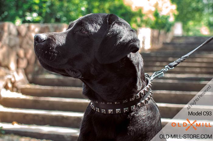 Fashion Dog Collar for Black Labrador Breed