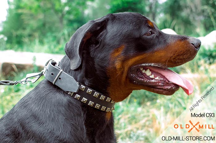 Rottweiler Collar with decorative nickel studs