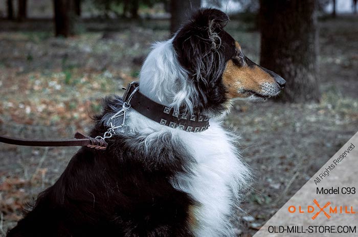 Wide Studded Leather Dog Collar for Collie