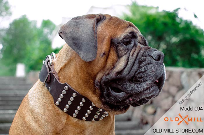 3 inch Leather Dog Collar for Bullmastiff