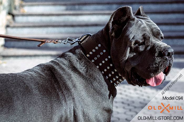 Studded Leather Dog Collar for Cane Corso