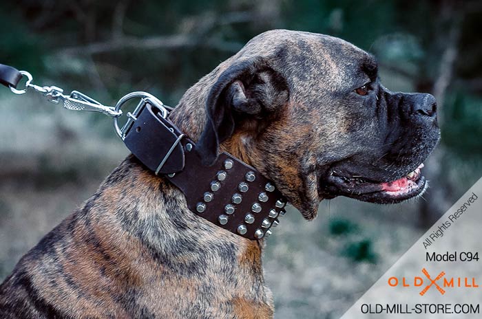 Boxer Collar with Hand-Set Nickel Studs. 3 inch Wide