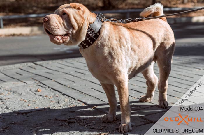 Shar-Pei Studded Leather Collar