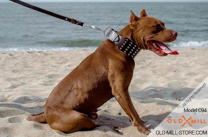 Dsigner Dog Collar for Pitbull