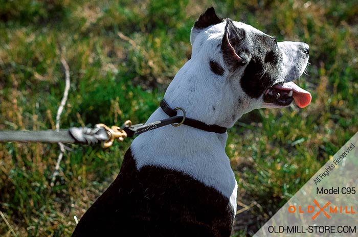 Training Dog Collar Choker for Pitbull