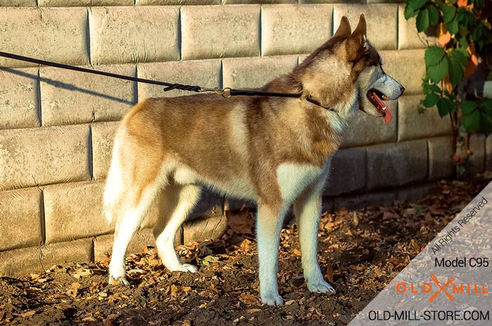 Siberian Husky Leather Choke Collar with Brass Rings