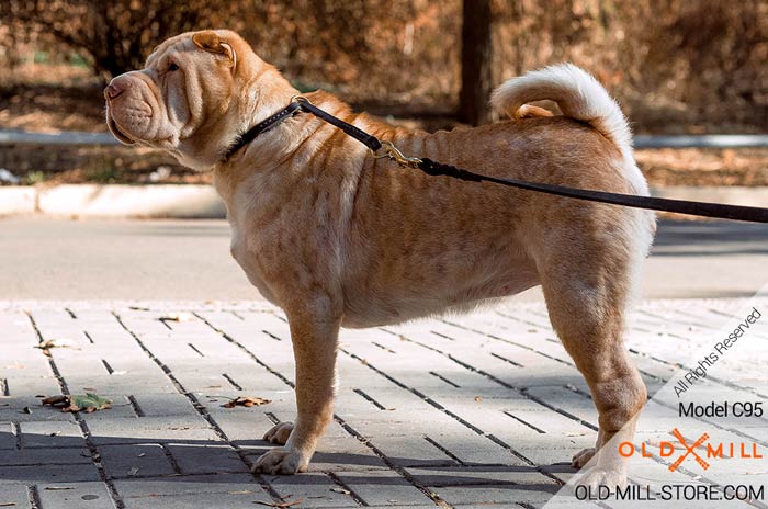 Silent Leather Training Choke Collar for Sharpei