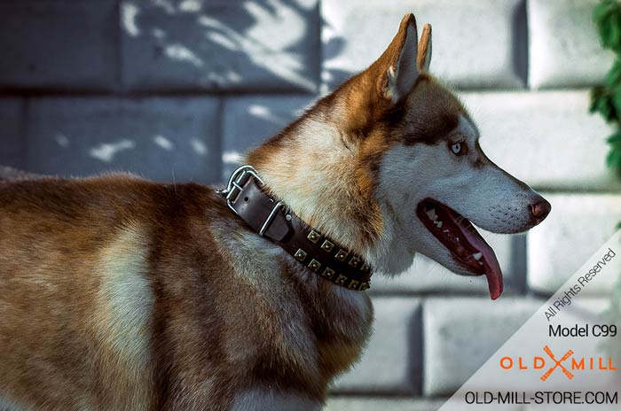 11/2 inch Wide Leather Dog Collar Siberian Husky