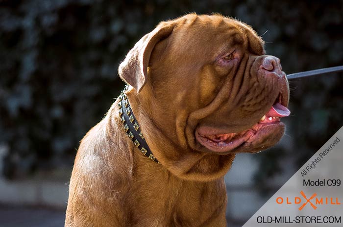 Best Collar for French Mastiff