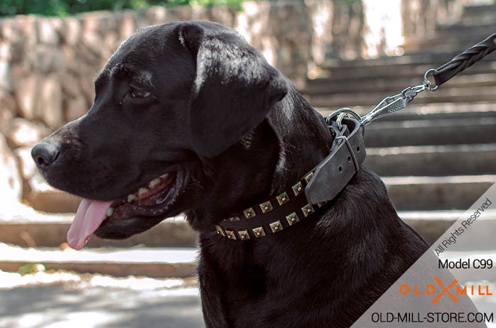 Black Labrador Collar with Brass Decoration