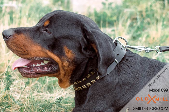 Fancy Collar for Rottweiler