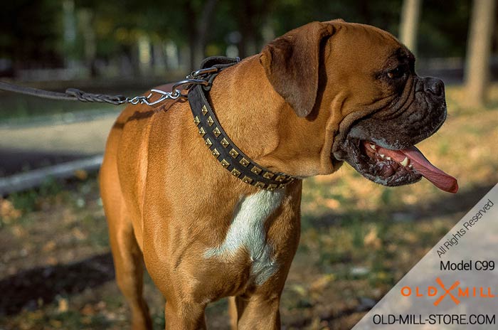 Studded Collar for Boxer 