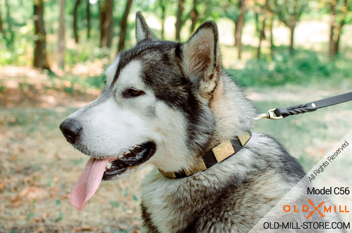 Siberian Husky Collar