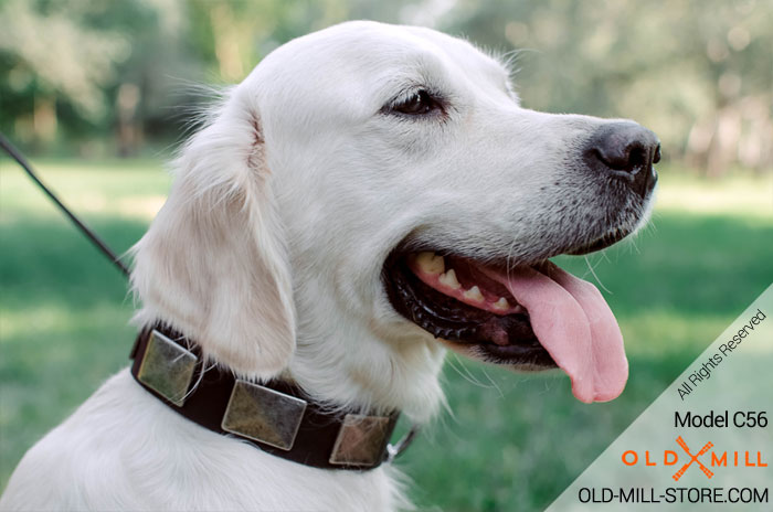 Golden Retriever Collar