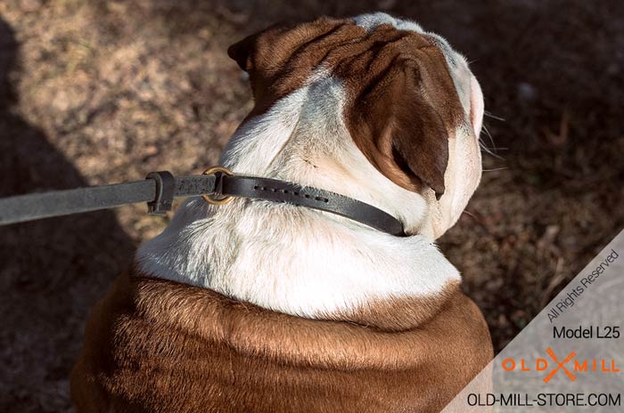 6ft Leash and Collar Combo English Bulldog Breed
