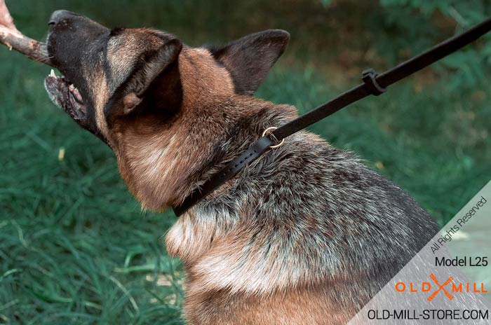 Choke Collar Obedience Correction German Shepherd Breed