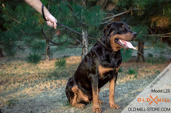 Leather Dog Leash Collar Combo. Rottweiler Breed