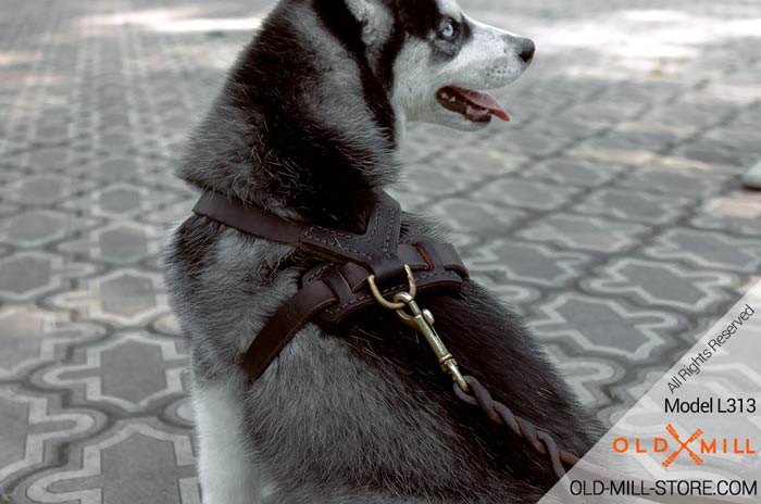 Leather Dog Leash for Walking and Tracking