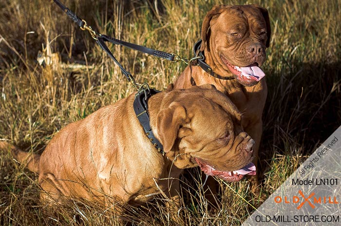 Easy Walking of 2 Dogs with Leather Stitched Coupler