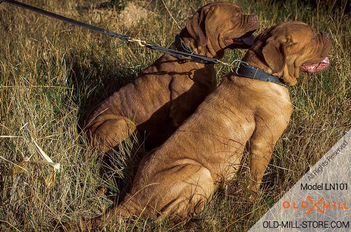 Extra Strong Leather Coupler for Walking Large Dogs