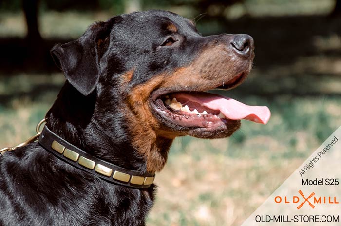 1 inch Wide Rottweiler Collar with Brass Plates