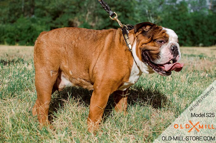 Designer Dog Collar for English Bulldog