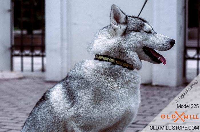 Fashion Siberian Husky Collar with like-gold Plates